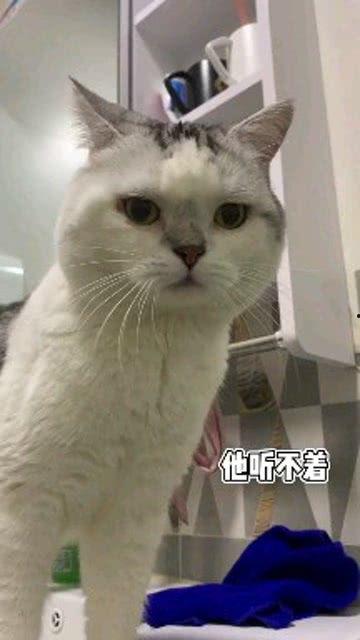 娱乐吃瓜酱男朋友不如猫,揭秘娱乐圈中的“喵星人”魅力  第2张